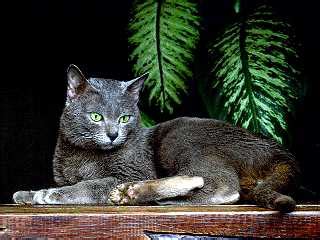 Кошачья энциклопедия на Клео - Корат