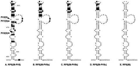 Primary Sequence And Predicted Secondary Structure Of The Pv M Hrv