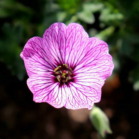 Geranium Cinereum Group Ballerina Geranium Cinereum Ballerina