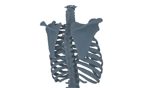 Human spine bones 3D Model - by Renderbot LLC