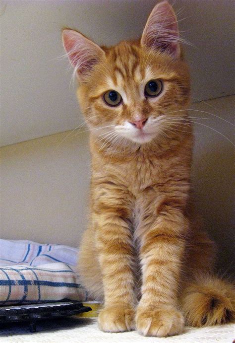 Micio By Gruffot On Deviantart Orange Tabby Cats Pretty Cats Tabby Cat