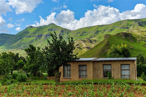 180 Lesotho Agriculture Stock Photos Pictures And Royalty Free Images