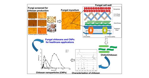 Chitin Fungal Cell Wall