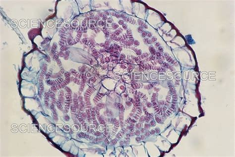 Photograph Chara Sp Algae Lm Science Source Images