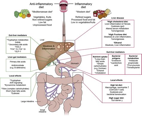 Gut Liver Axis Pathophysiological Concepts And Clinical Implications Cell Metabolism