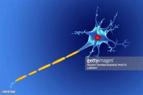 Damaged Neurons Foto E Immagini Stock Getty Images