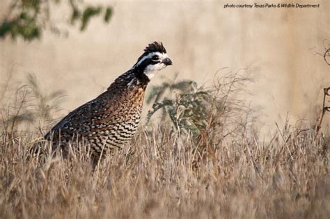 Above-average quail season expected in South Texas - Texas Farm Bureau