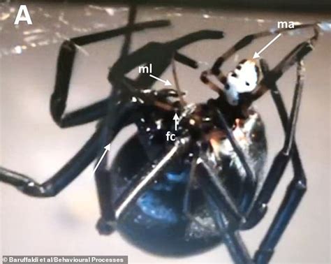 Female Black Widow Spiders Start Eating Their Partner Before Theyve