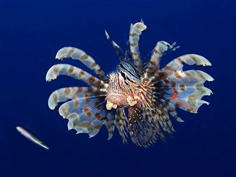 Dangerous Animals of the Red Sea | Egypt Dive