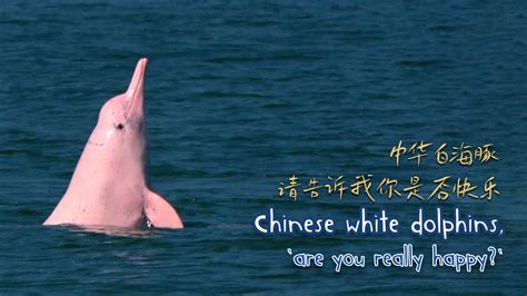 Chinese White Dolphins Are You Really Happy Cgtn