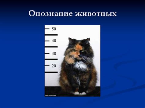 Тактика предъявления для опознания - презентация онлайн