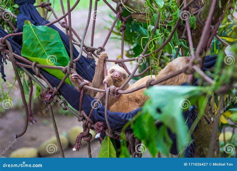 Baby Sloth Hanging in His Nest Stock Image - Image of michieltoncom ...