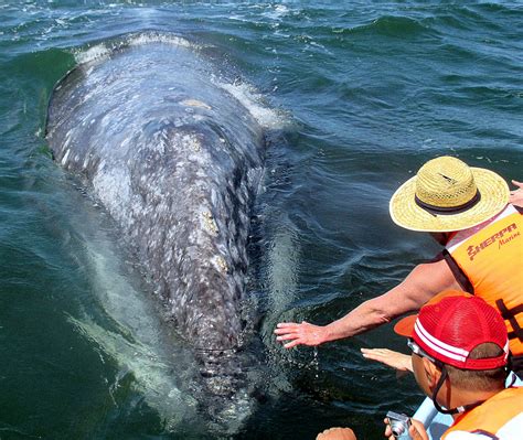 Gray Whale Fun Facts - Discover Baja Travel Club