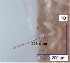 image   cellulose fibre protrusion   surface   pb
