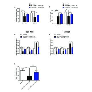 Mir Attenuated The Effects Of Klf As On The Gastric Cell