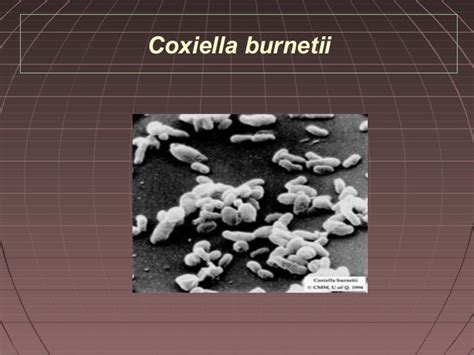 Lecture 30 Rickettsia and Coxiella