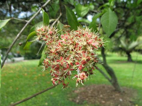 Henna Lawsonia Inermis Focal Farm