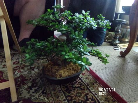 Lot - large faux bansai tree