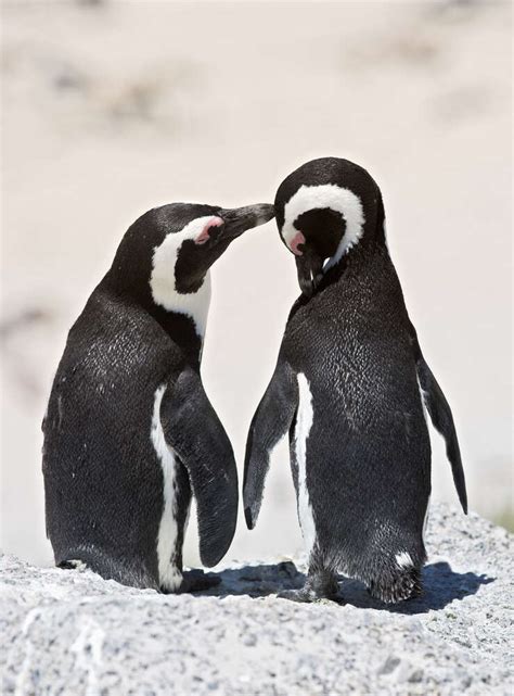 Gay Penguins Prove That Love Is Winning The Dodo