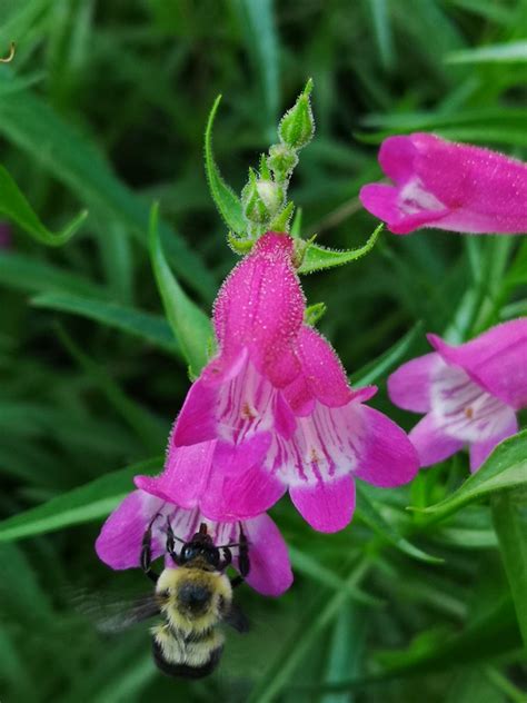 Bumblebee Visiting Beardtongue Oznor Karen Hine Flickr