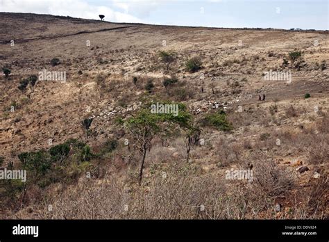 Maasai Men Are Herding A Herd Of Cheep And Cattle In The World Famous