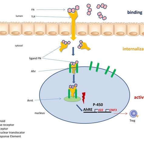 Simplified Scheme Of The Gene Regulation By The Ah Receptor Download