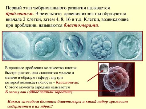 Презентация по биологии "Индивидуальное развитие организмов" (9 класс ...