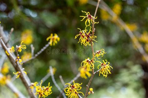 Yellow Flowers Witch Hazel Blossoms In Early Spring Stock Image