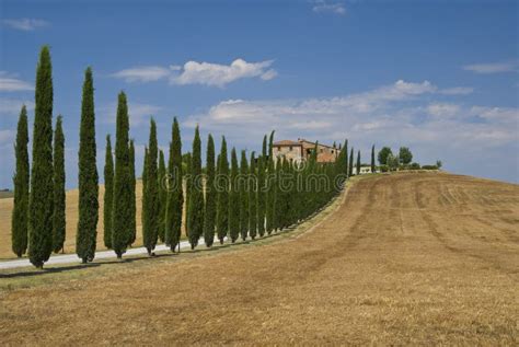 Cypress Lane Stock Photo Image Of Shadow Tuscany Travel 72968