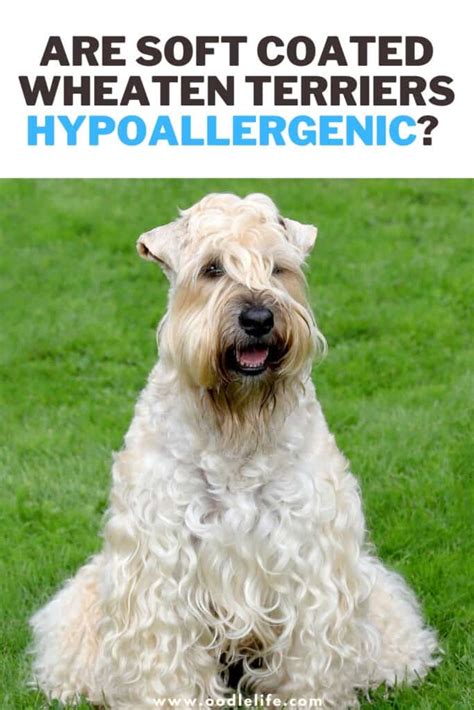 Are Soft Coated Wheaten Terriers Hypoallergenic Dogs Oodle Life