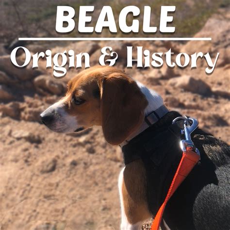 Beagle Origin & History – Where Beagles Came From?