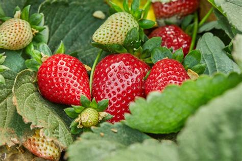 Picking Fresh Strawberries On The Farm Close Up Of Fresh Organic