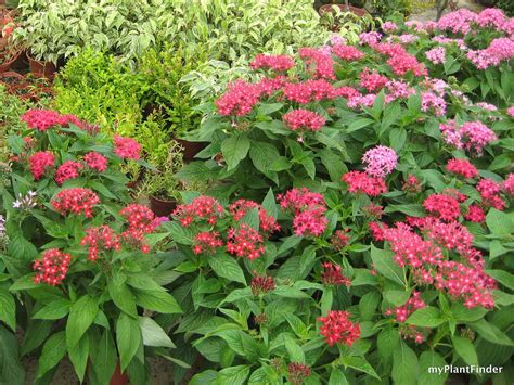 My Plant Finder Plant Guide Pentas Lanceolata Hybrid
