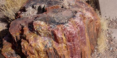 Can You Refinish Or Polish A Petrified Wood Tips And Strategies
