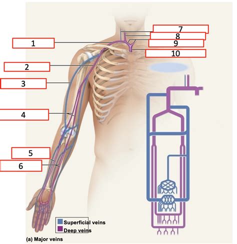 Lab Practical 1 Major Veins Of The Arm Diagram Quizlet