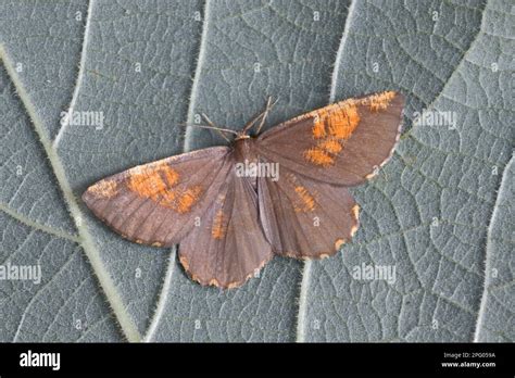 Angerona Plum Moth Insects Moths Butterflies Animals Other