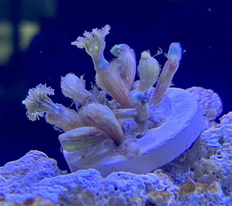 Clove Polyps Reef2reef