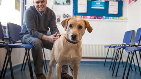 Choosing A New Pet Local Vets In Hastings East Sussex 1066