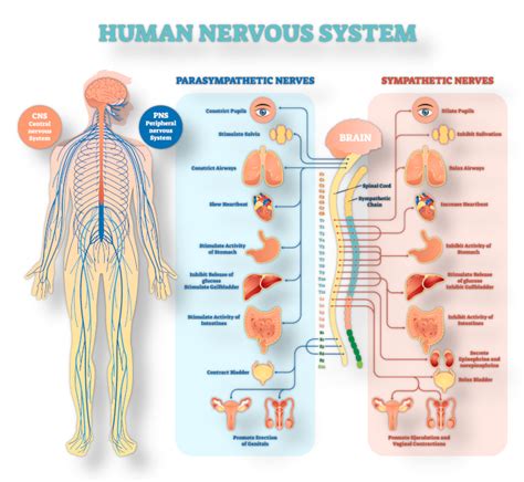 The Human Nervous System