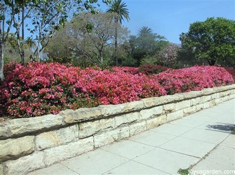 Bougainvillea Care & Growing Tips (2024 Guide)