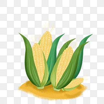 Corn Field, Sticker Clipart Corn On The Dirt Vector Illustration ...