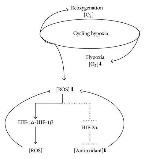 Schematic Representation Of Cycling Hypoxia Effects On Ros Production Download Scientific