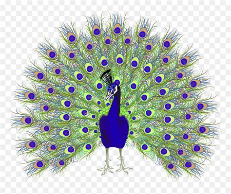 Peacock Clip Art