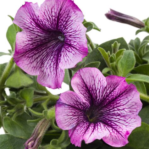 Petunia Tea Purple Vein Pikkutaimi Pukinm En Puutarha