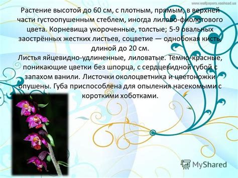 Презентация на тему: "Садовая соня Садовая соня, как правило, имеет ...