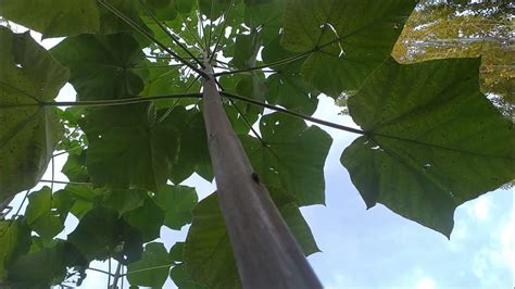 Pavloniya | Павлония | Paulownia ShanTong Tomentose daraxti ...