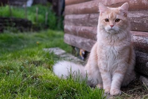 Top 10 Of The Most Beautiful Cat In The World Cat Bre