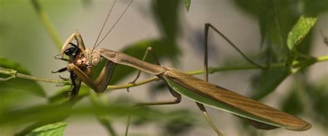 Do Praying Mantis Eat Flowers Best Flower Site