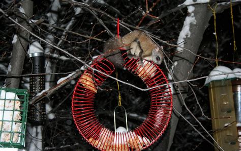 Northern Flying Squirrel Wallpaper Animals Wallpaper Better
