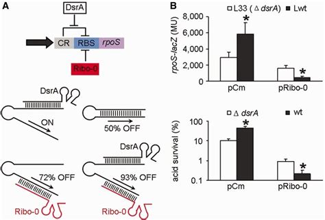 Interplay Of Ribo 0 And Dsra A Model For Stepwise Regulation Of Rpos